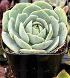 Echeveria 'Abalone' plant in a pot with a blurred background