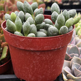 Adromischus oviformis in a red pot with other plants in the background