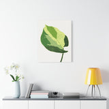 Manjula Pothos Illustrated Canvas Print – Botanical Wall Art