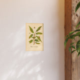 Salix acuto folio, Colorized Willow Engraving with Insects