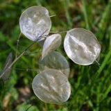 25 Money Plant Seeds (Lunaria annua / Honesty), Dried Flower, Self-Seeding Biennial, Zones 5–9