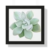 Pachyveria Haagei Succulent Framed Print – Botanical Wall Art