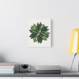 Stromanthe Triostar Canvas Print – Botanical Wall Art