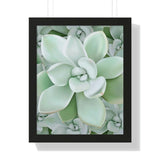 Pachyveria Haagei Succulent Pattern Framed Print – Botanical Wall Art