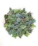 Circular arrangement of various succulents on a white background