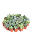 Collection of small potted succulents on a white background