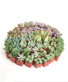Collection of small succulent plants in red pots arranged in a circular pattern on a white background.