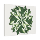 Calathea White Fusion Canvas Print – Botanical Wall Art