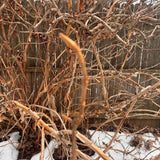 Oakleaf Hydrangea (Hydrangea quercifolia) Cuttings – 10 Unrooted Stem Cuttings – Native Shrub