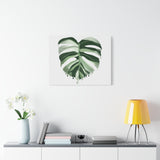 Melting Monstera Albo Canvas Print – Botanical Wall Art