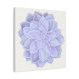 Graptopetalum Murasaki Succulent Canvas Print – Botanical Wall Art