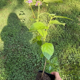 Mozelle Hardy Lantana Live Plant – Pink & Yellow Blooms – Butterfly & Hummingbird Plant – Zones 7–11