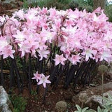 Pink lily flowers blooming in a garden bed with dark stems and surrounding soil, rocks, and green foliage.