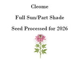 50 Cleome Seeds (Spider Flower), Self-Seeding Annual, Pink & Purple Blooms