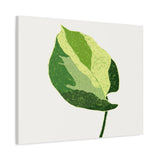 Manjula Pothos Illustrated Canvas Print – Botanical Wall Art