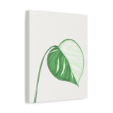 Monstera Albo Canvas Print – Botanical Wall Art