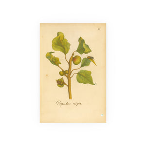 Populus nigra (Black Poplar) with Leaf Galls, Colorized Reproduction from Erucarum Ortus (1717), GoGardenNow Exclusive