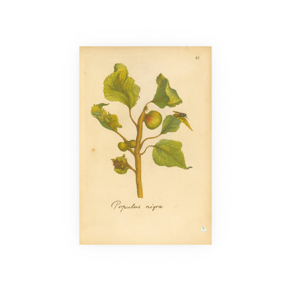 Populus nigra (Black Poplar) with Leaf Galls, Colorized Reproduction from Erucarum Ortus (1717), GoGardenNow Exclusive
