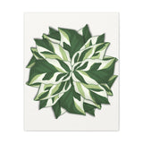 Calathea White Fusion Canvas Print – Botanical Wall Art