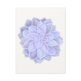 Graptopetalum Murasaki Succulent Canvas Print – Botanical Wall Art