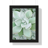 Pachyveria Haagei Succulent Pattern Framed Print – Botanical Wall Art