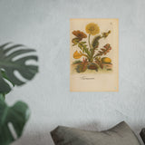 Taraxacum (Common Dandelion) with Woolly Bear Caterpillar and Moth – Colorized Reproduction from Erucarum Ortus (1717) – GoGardenNow Exclusive
