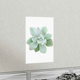 Pachyveria Haagei Succulent Botanical Print – Unframed Wall Art