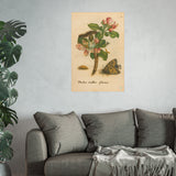 Malus mellia florens (Flowering Apple) with Caterpillar and Butterfly, Reproduction from Erucarum Ortus (1717), GoGardenNow Exclusive