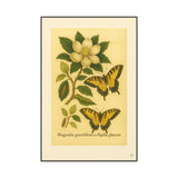 Magnolia and Eastern Tiger Swallowtail, Botanical Illustration on Canvas