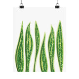 Snake Plant Botanical Print – Unframed Wall Art
