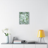 Pachyveria Haagei Succulent Pattern Canvas Print – Botanical Wall Art