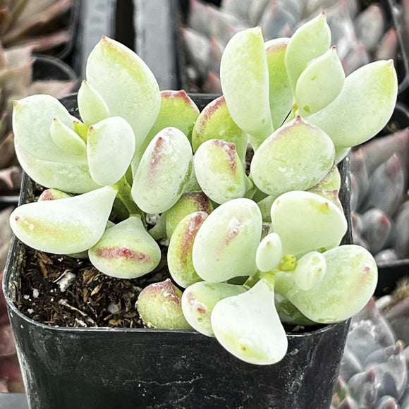 Potted Cotyledon pendensplant with green and pinkish leaves in a black pot.