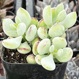 Potted Cotyledon pendensplant with green and pinkish leaves in a black pot.