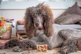 Gray poodle lying on a rug with a CHAI TEA SOAP SLICE 5.5 oz. in front of it, in a home setting.