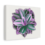 Tradescantia Nanouk Canvas Print – Botanical Wall Art