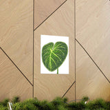 Philodendron Gloriosum Botanical Print – Unframed Wall Art