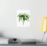 Philodendron Cream Splash Botanical Print – Unframed Wall Art