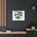 Melting Monstera Albo Canvas Print – Botanical Wall Art