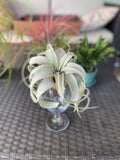 Xerographica plant in a glass vase on a woven surface with blurred plants in the background