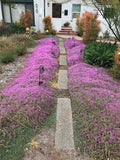Garden path with pink flowering ground cover and a white house in the background Thyme for a Change - Red Creeping Thyme Seed