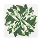 Calathea White Fusion Canvas Print – Botanical Wall Art