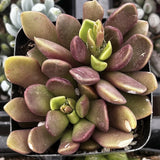 Close-up of Anacampseros plant with pinkish-green leaves in a pot.