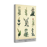 Culpeper’s Complete Herbal c.1750, Plate 1 Botanical Engraving Reproduction on Canvas