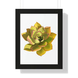 Noble Aeonium Succulent Framed Print – Botanical Wall Art
