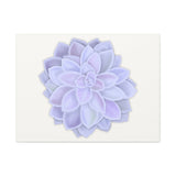 Graptopetalum Murasaki Succulent Canvas Print – Botanical Wall Art