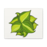 Philodendron Brasil Canvas Print – Botanical Wall Art