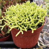 Rhipsalis cereuscula plant in a red pot with other plants in the background