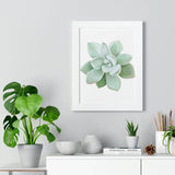 Pachyveria Haagei Succulent Framed Print – Botanical Wall Art