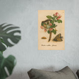 Malus mellia florens (Flowering Apple) with Caterpillar and Butterfly, Reproduction from Erucarum Ortus (1717), GoGardenNow Exclusive