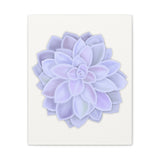 Graptopetalum Murasaki Succulent Canvas Print – Botanical Wall Art